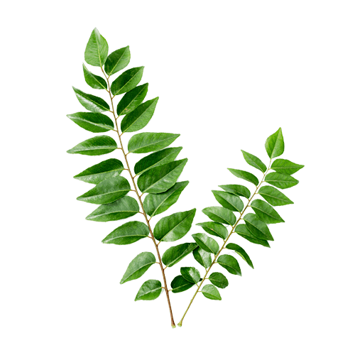 Curry leaves ಕರಿಬೇವು - 1 bunch