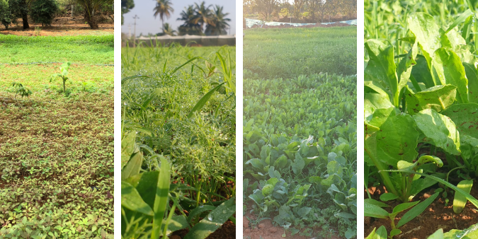 My Journey as a Soilprenuer and not just as a Soloprenuer